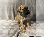 Small Photo #7 Boerboel Puppy For Sale in SUGAR LAND, TX, USA