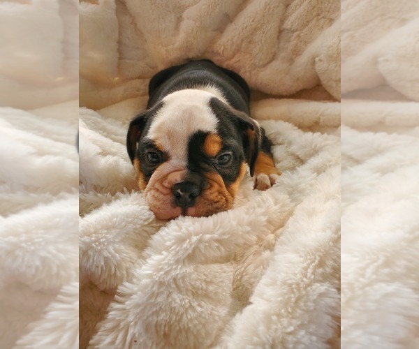 Medium Photo #8 English Bulldog Puppy For Sale in ALBUQUERQUE, NM, USA