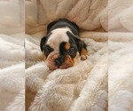 Small Photo #8 English Bulldog Puppy For Sale in ALBUQUERQUE, NM, USA