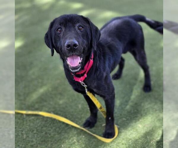 Medium Photo #1 Labrador Retriever-Unknown Mix Puppy For Sale in Las Vegas, NV, USA