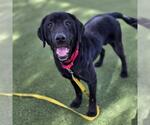 Small Labrador Retriever Mix