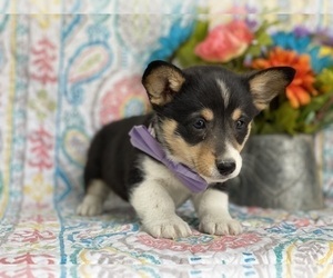 Pembroke Welsh Corgi Puppy for sale in LANCASTER, PA, USA