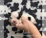 Image preview for Ad Listing. Nickname: Jade