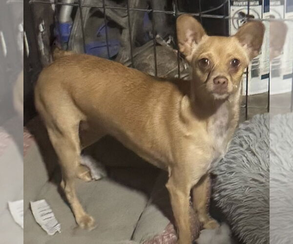 Medium Photo #1 Chihuahua-Unknown Mix Puppy For Sale in Royal Palm Beach, FL, USA