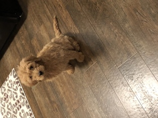 Goldendoodle (Miniature) Puppy for sale in GALLUP, NM, USA