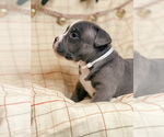 Small Photo #5 American Bully Puppy For Sale in BEDFORD, MA, USA