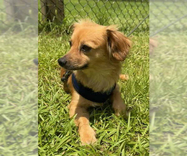 Medium Photo #5 Chihuahua Puppy For Sale in Tarrytown, GA, USA