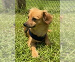 Small #4 Chihuahua