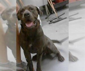 Medium Presa Canario