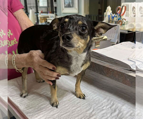 Medium Photo #1 Chihuahua Puppy For Sale in Benton, LA, USA