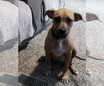 Small #1 Boxer-Rhodesian Ridgeback Mix