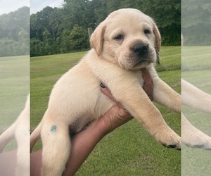 Labrador Retriever Puppy for sale in OSYKA, MS, USA