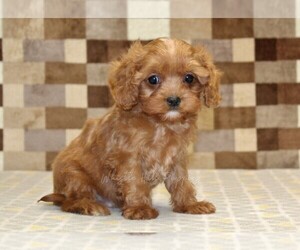 Cavapoo (Miniature) Puppy for sale in DENVER, PA, USA