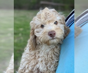 Australian Labradoodle Puppy for sale in REIDSVILLE, NC, USA