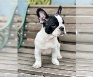 French Bulldog Puppy for sale in SANTA ANA, CA, USA