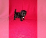 Puppy Shadow Morkie