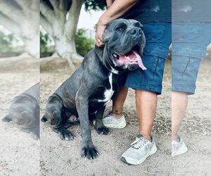 Mastiff Dogs for adoption in Goodyear, AZ, USA
