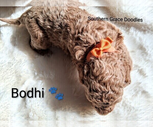 Medium Photo #45 Goldendoodle (Miniature) Puppy For Sale in GASTONIA, NC, USA