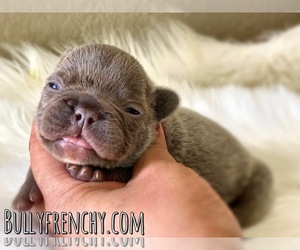 French Bulldog Puppy for sale in OJAI, CA, USA