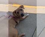 Small #9 American Staffordshire Terrier
