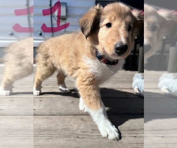 Medium Photo #2 Collie Puppy For Sale in Calgary, Alberta, Canada