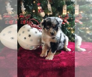 Australian Shepherd Puppy for sale in INDIANAPOLIS, IN, USA