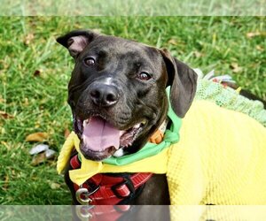 Basset Hound-Labrador Retriever Mix Dogs for adoption in Greenbelt, MD, USA