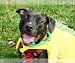 Small Photo #1 Basset Hound-Labrador Retriever Mix Puppy For Sale in Greenbelt, MD, USA