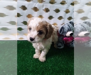 Cavachon Puppy for sale in SCOTTVILLE, MI, USA