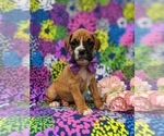 Small Photo #2 Boxer Puppy For Sale in STEVENS, PA, USA