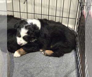 Miniature Australian Shepherd Puppy for sale in WADESBORO, NC, USA