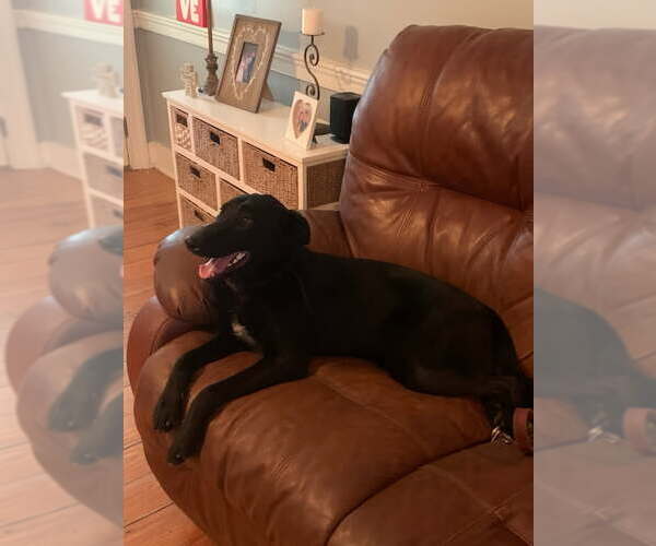 Medium Photo #3 Labrador Retriever-Unknown Mix Puppy For Sale in LOGANVILLE, GA, USA