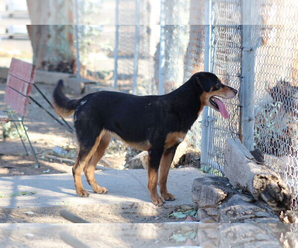 Medium Photo #2 Mutt Puppy For Sale in El Centro, CA, USA