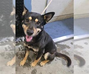 Shepradors Dogs for adoption in Camarillo, CA, USA