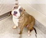 Small Photo #2 Mutt Puppy For Sale in Houston, TX, USA