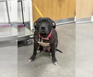 Presa Canario-Unknown Mix Dogs for adoption in Forestville, MD, USA