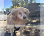 Small #1 Spaniel Mix