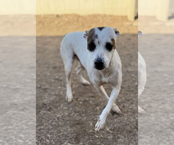 Medium Photo #6 American Pit Bull Terrier-Unknown Mix Puppy For Sale in Corning, AR, USA