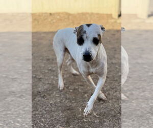 Radar - Female American Pit Bull Terrier-Unknown Mix Dog for Adoption - Photo #6