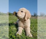 Small Photo #1 Golden Retriever Puppy For Sale in COLVILLE, WA, USA