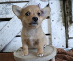 Small Photo #6 Pembroke Welsh Corgi-Pomeranian Mix Puppy For Sale in HONEY BROOK, PA, USA