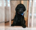 Small Photo #9 Goldendoodle Puppy For Sale in WHITE CLOUD, MI, USA