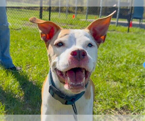 Medium Photo #3 American Staffordshire Terrier-Unknown Mix Puppy For Sale in Tavares, FL, USA