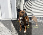 Small #15 Boxer Mix