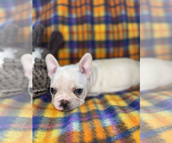Medium Photo #10 Faux Frenchbo Bulldog Puppy For Sale in HOODSPORT, WA, USA