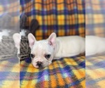 Small #9 Faux Frenchbo Bulldog