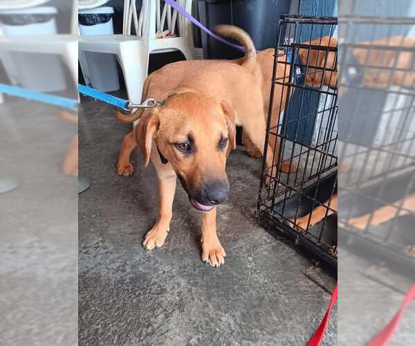Medium Photo #6 Black Mouth Cur-Unknown Mix Puppy For Sale in Princeton, MN, USA
