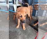 Small #5 Black Mouth Cur Mix