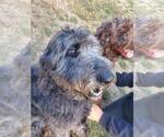Small Photo #1 Labradoodle-Sheepadoodle Mix Puppy For Sale in LEBANON, OR, USA