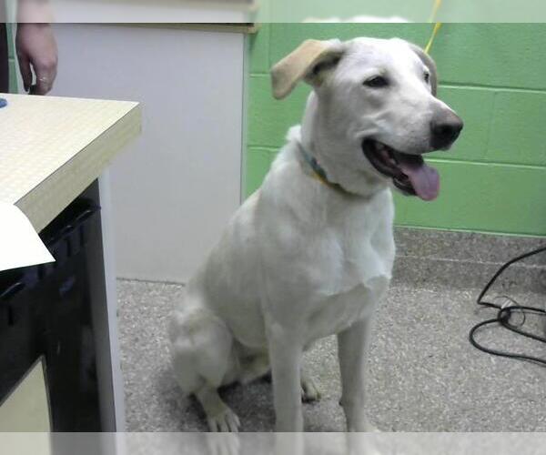 Medium Photo #1 Labrador Retriever-Unknown Mix Puppy For Sale in Murfreesboro, TN, USA